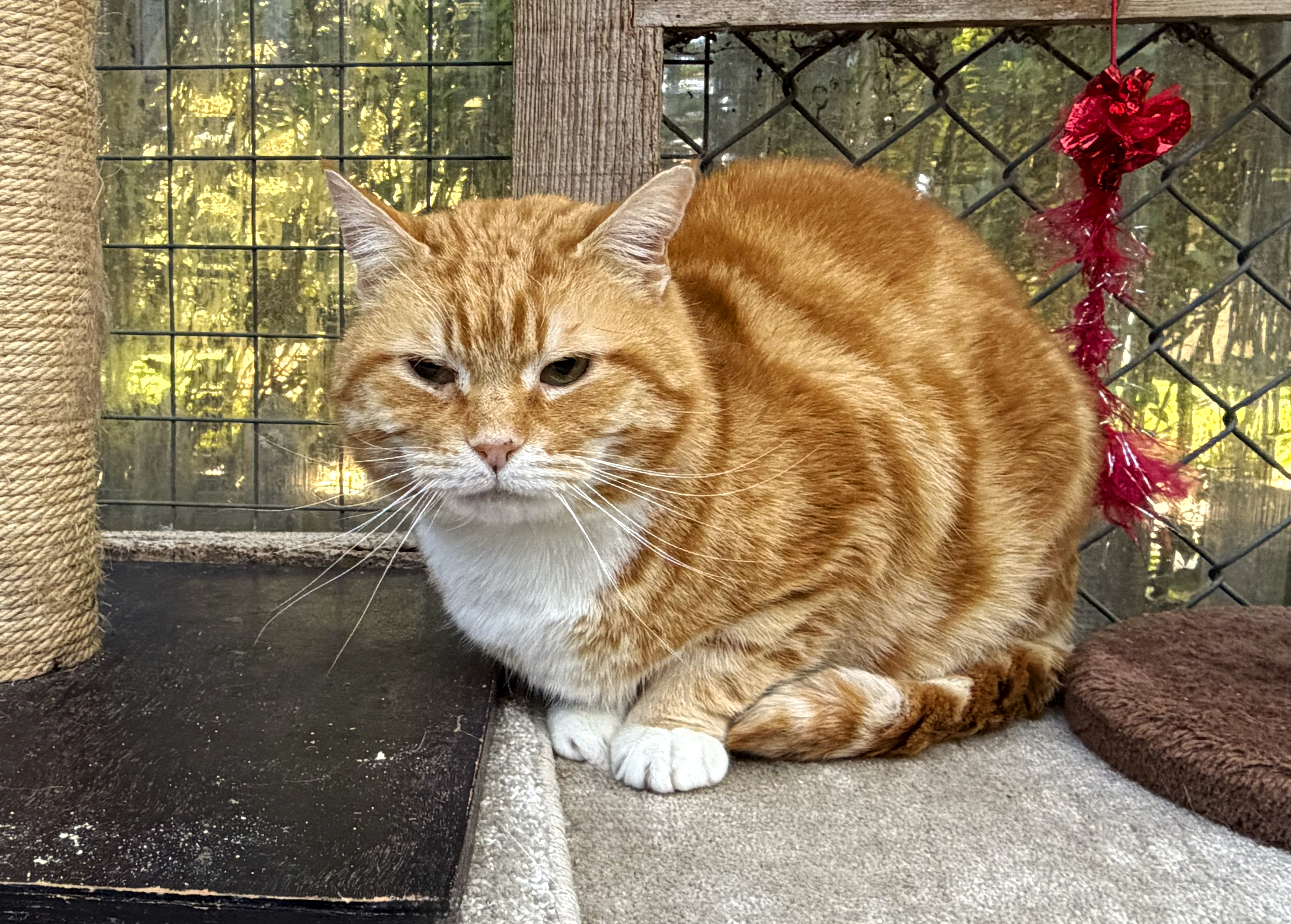 Rescued cat
